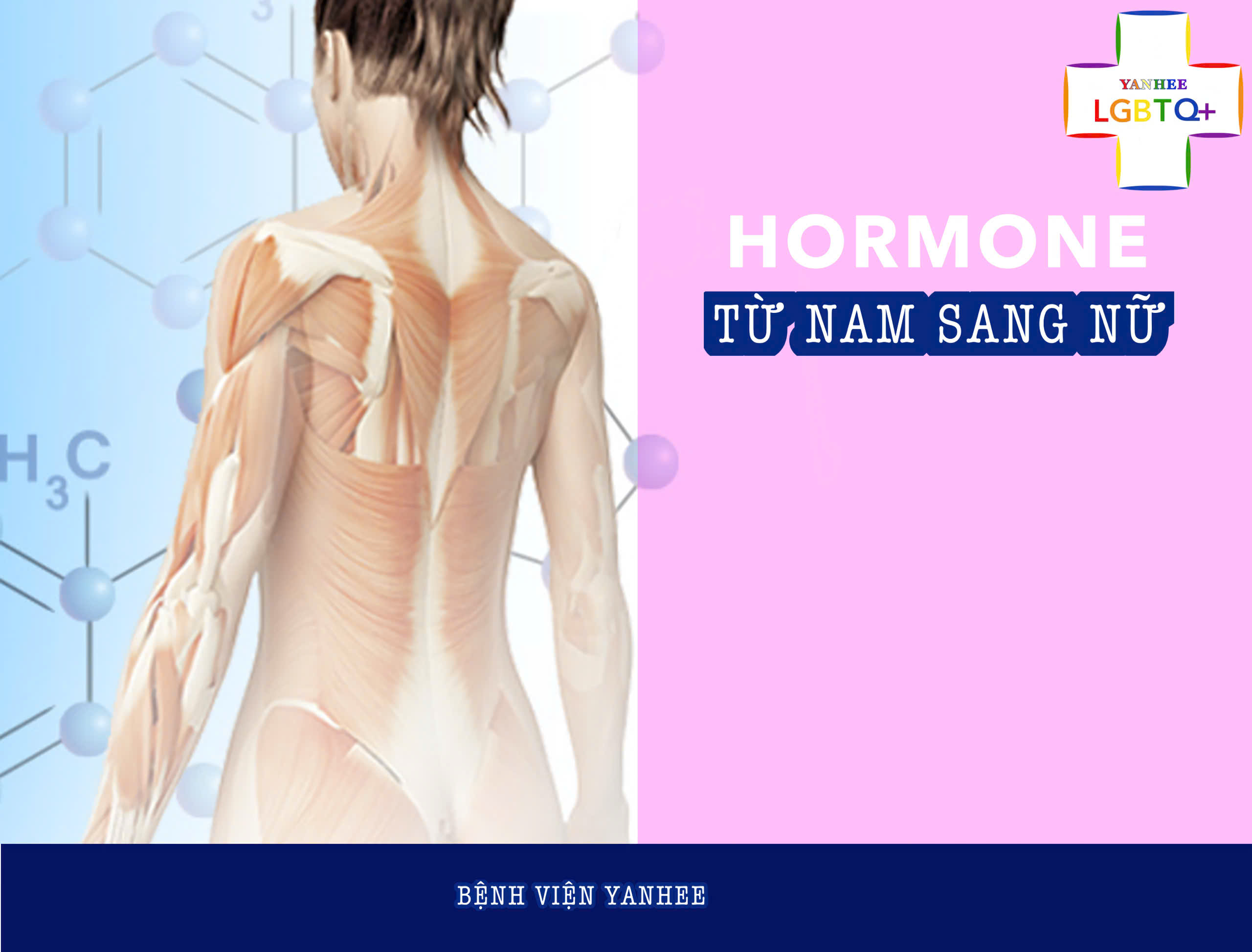 Hormone chuyển giới Nữ